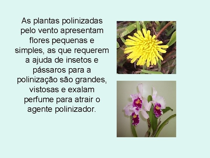 As plantas polinizadas pelo vento apresentam flores pequenas e simples, as que requerem a