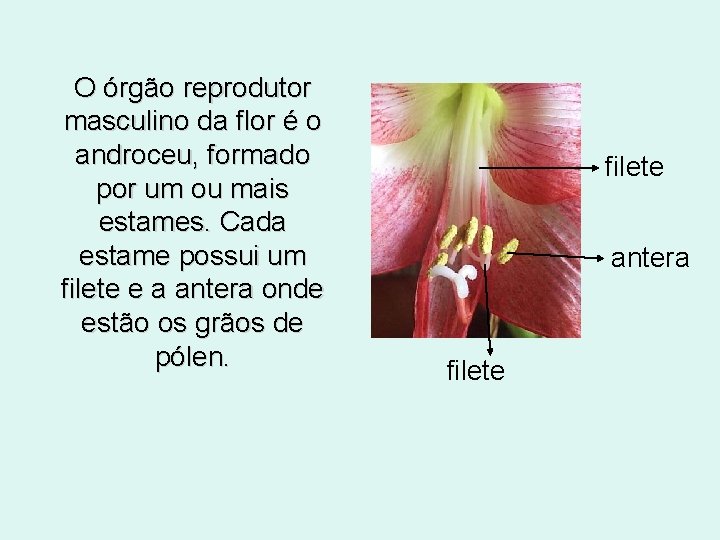 O órgão reprodutor masculino da flor é o androceu, formado por um ou mais