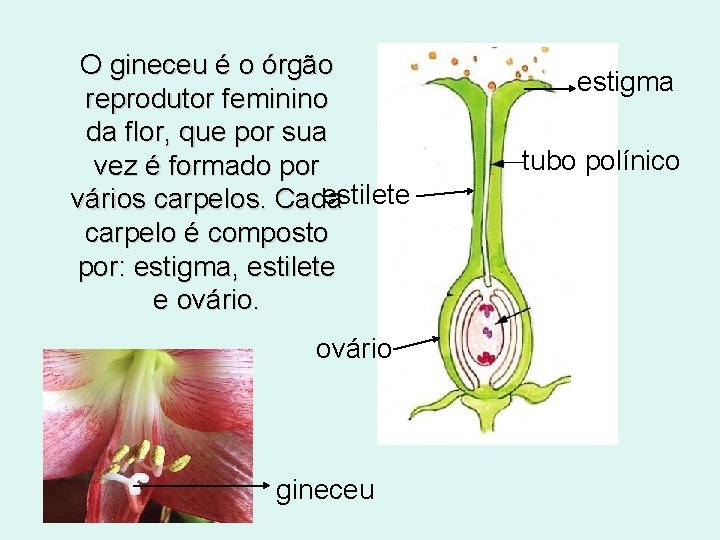 O gineceu é o órgão reprodutor feminino da flor, que por sua vez é