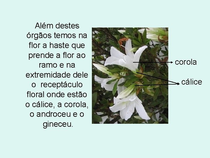 Além destes órgãos temos na flor a haste que prende a flor ao ramo