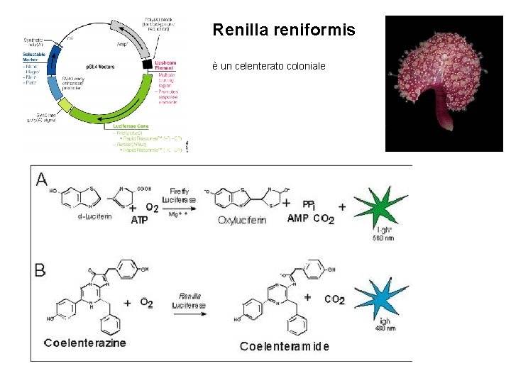 Renilla reniformis è un celenterato coloniale 