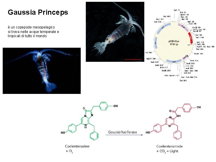 Gaussia Princeps è un copepode mesopelagico si trova nelle acque temperate e tropicali di