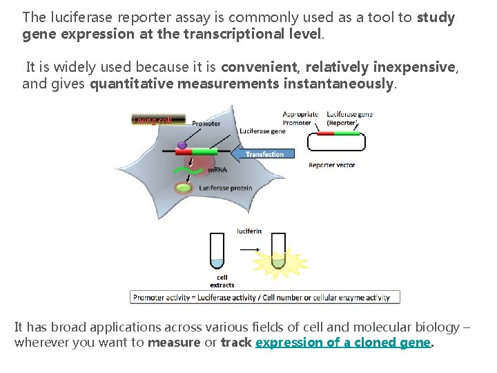 The luciferase reporter assay is commonly used as a tool to study gene expression
