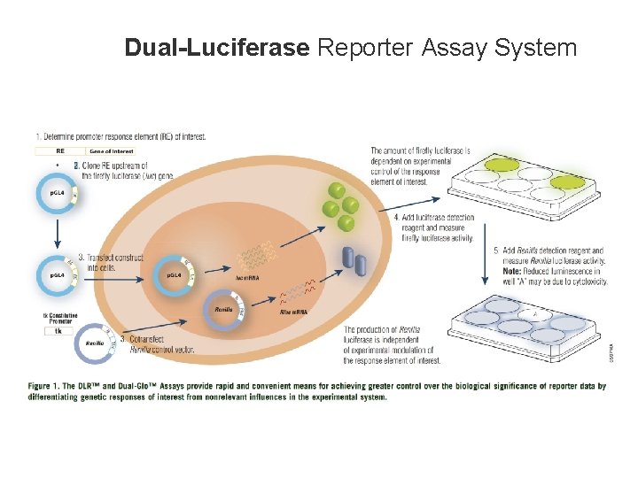 Dual-Luciferase Reporter Assay System 