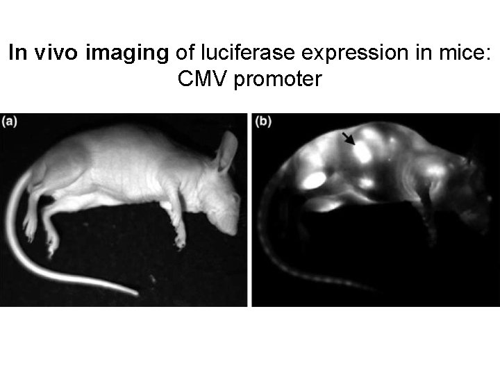 In vivo imaging of luciferase expression in mice: CMV promoter 