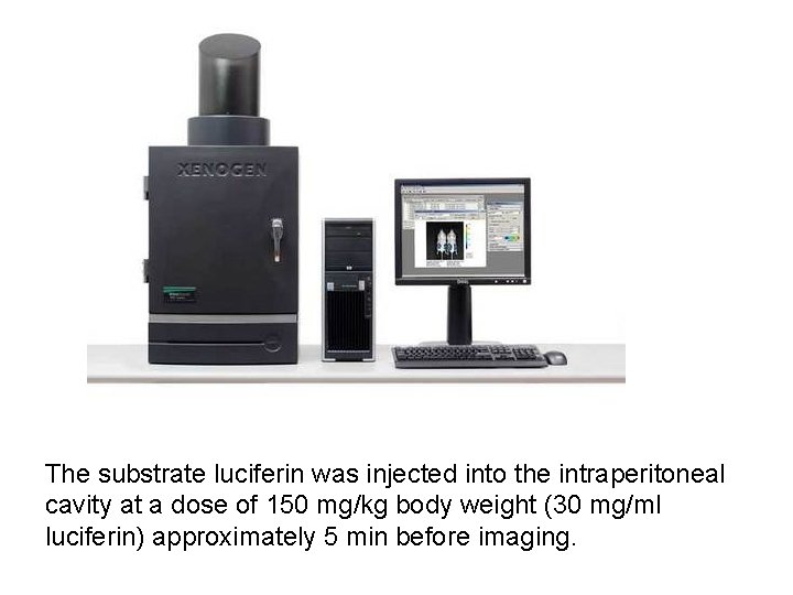 The substrate luciferin was injected into the intraperitoneal cavity at a dose of 150