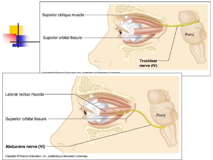 Human Anatomy, Frolich, Head/Neck IV: Cranial Nerves 