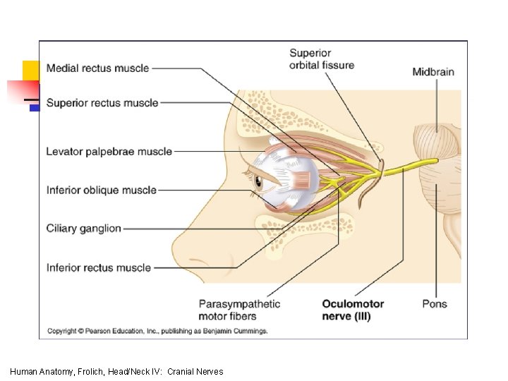 Human Anatomy, Frolich, Head/Neck IV: Cranial Nerves 