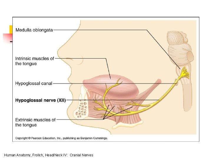 Human Anatomy, Frolich, Head/Neck IV: Cranial Nerves 