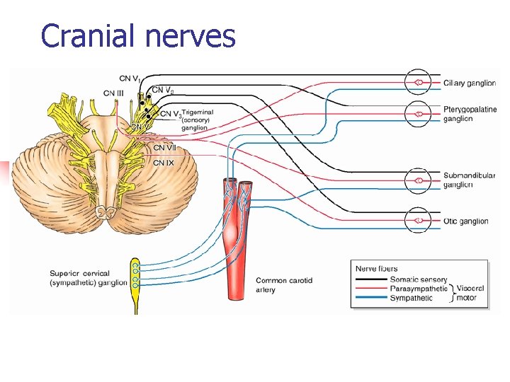 Cranial nerves 