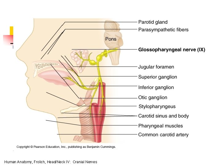 Human Anatomy, Frolich, Head/Neck IV: Cranial Nerves 