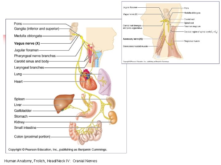 Human Anatomy, Frolich, Head/Neck IV: Cranial Nerves 