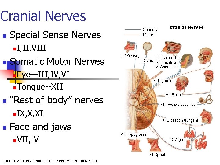 Cranial Nerves n Special Sense Nerves n n I, II, VIII Somatic Motor Nerves