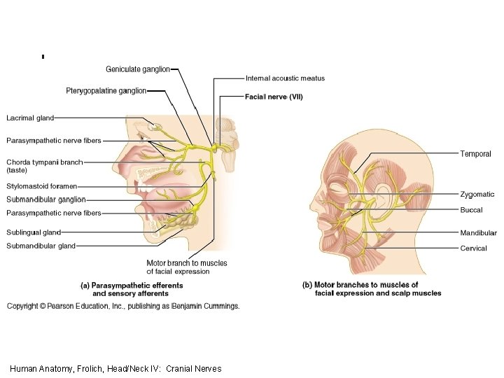 Human Anatomy, Frolich, Head/Neck IV: Cranial Nerves 