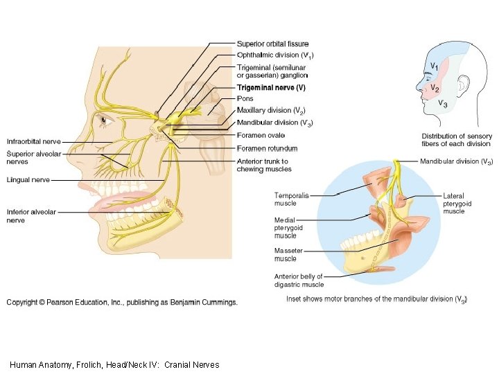 Human Anatomy, Frolich, Head/Neck IV: Cranial Nerves 