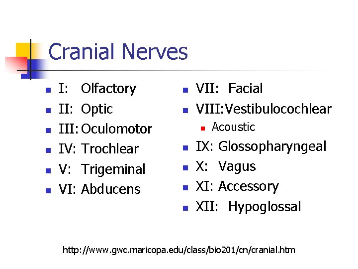 Cranial Nerves n n n I: Olfactory II: Optic III: Oculomotor IV: Trochlear V: