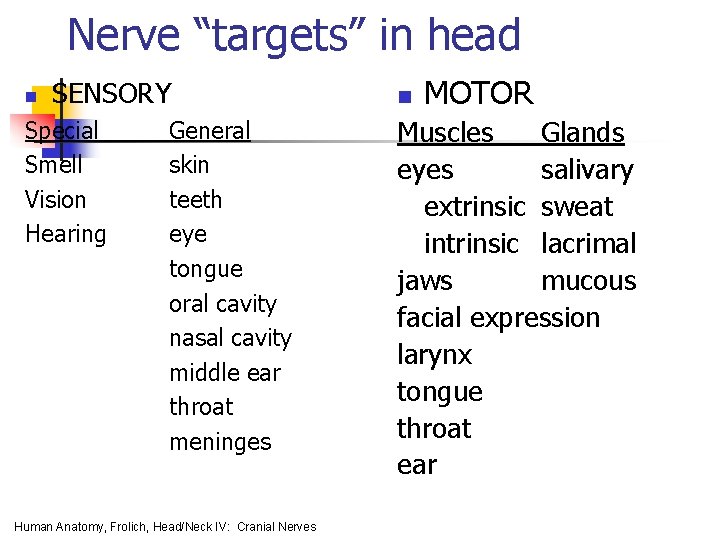 Nerve “targets” in head n SENSORY Special Smell Vision Hearing General skin teeth eye