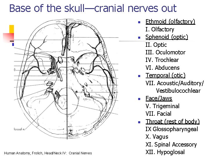 Base of the skull—cranial nerves out n n n Human Anatomy, Frolich, Head/Neck IV: