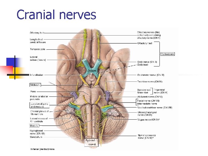 Cranial nerves 