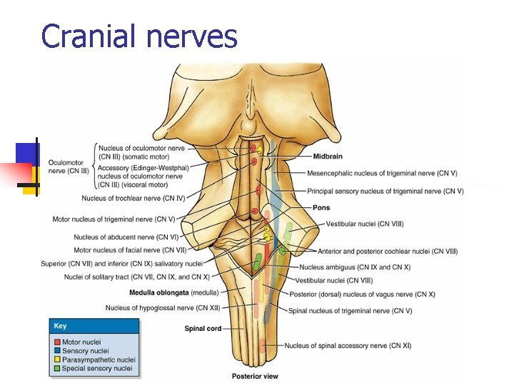 Cranial nerves 