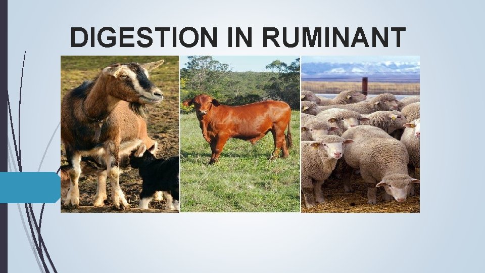 DIGESTION IN RUMINANT 