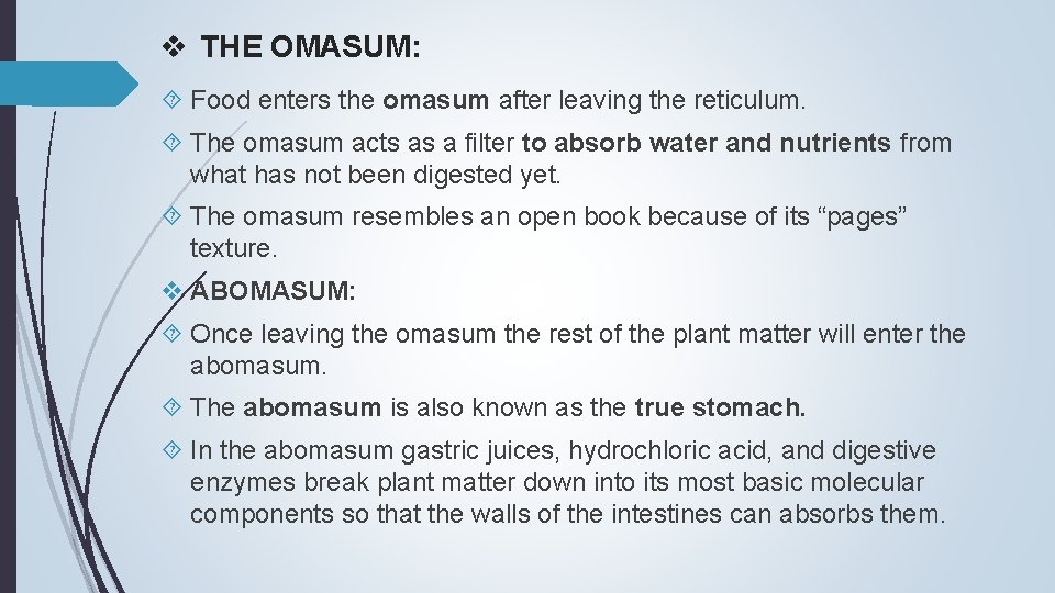 v THE OMASUM: Food enters the omasum after leaving the reticulum. The omasum acts