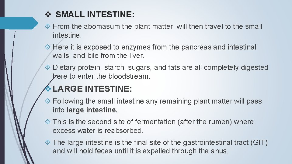 v SMALL INTESTINE: From the abomasum the plant matter will then travel to the