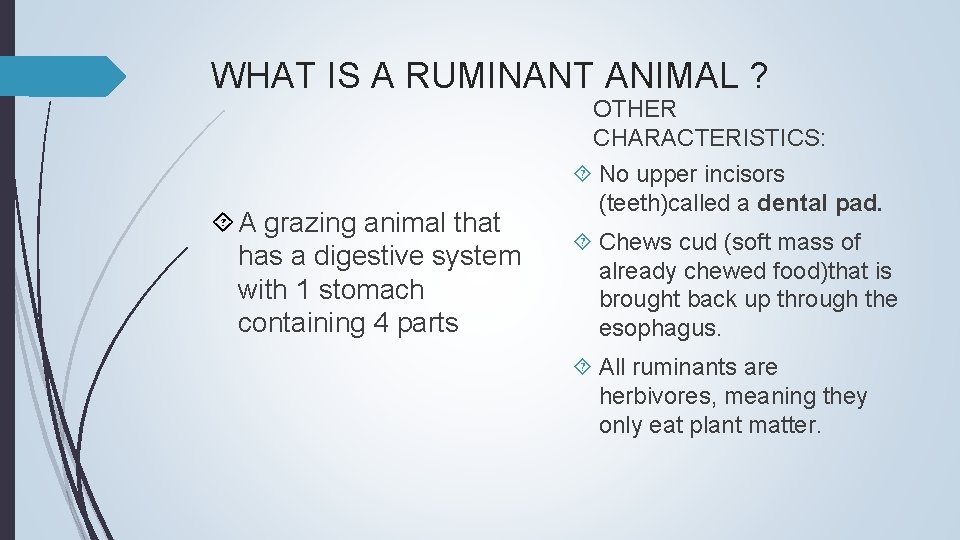 WHAT IS A RUMINANT ANIMAL ? A grazing animal that has a digestive system