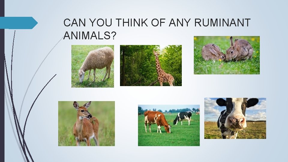 CAN YOU THINK OF ANY RUMINANT ANIMALS? 