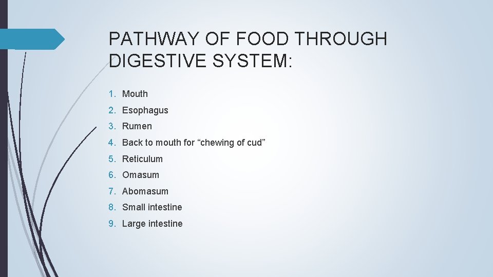 PATHWAY OF FOOD THROUGH DIGESTIVE SYSTEM: 1. Mouth 2. Esophagus 3. Rumen 4. Back