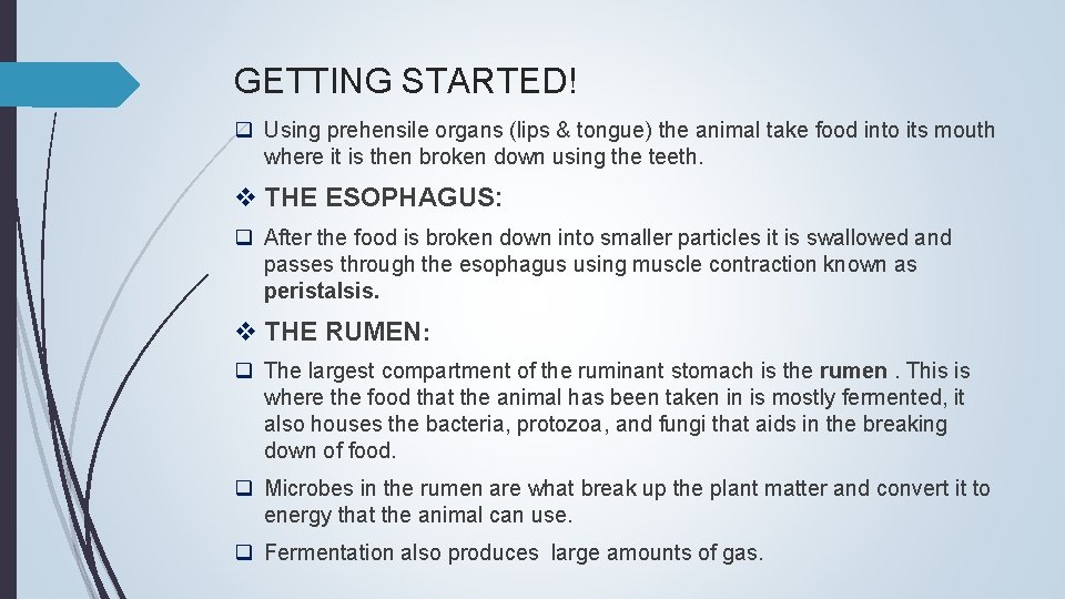 GETTING STARTED! q Using prehensile organs (lips & tongue) the animal take food into