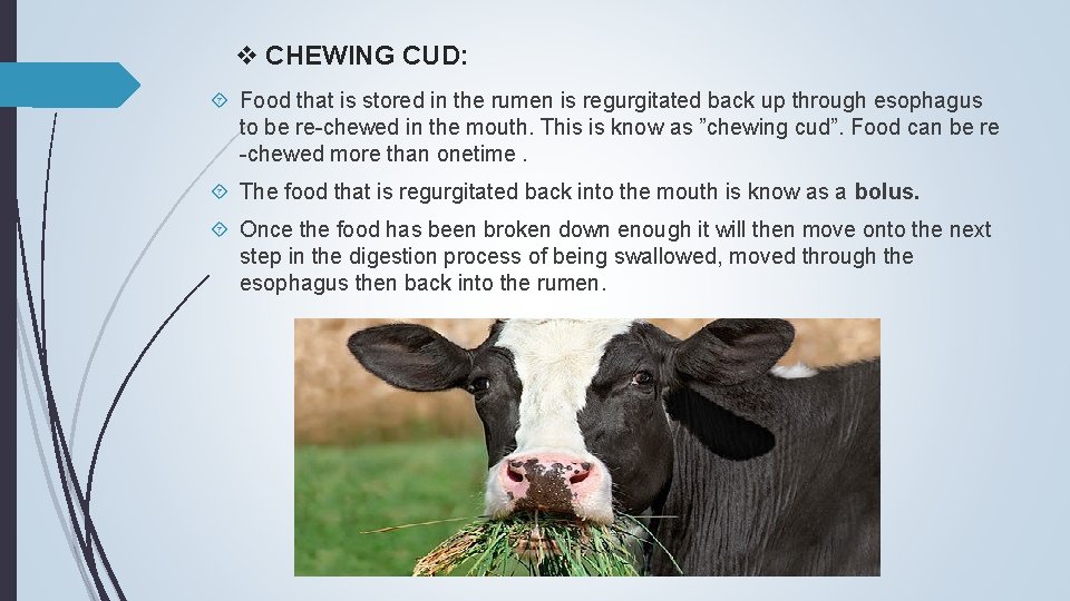 v CHEWING CUD: Food that is stored in the rumen is regurgitated back up