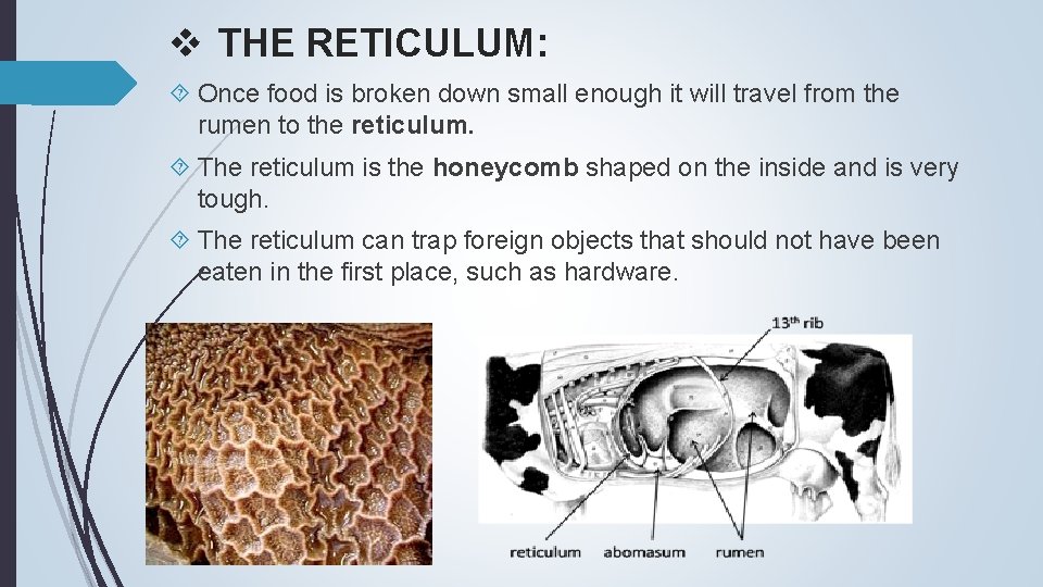 v THE RETICULUM: Once food is broken down small enough it will travel from