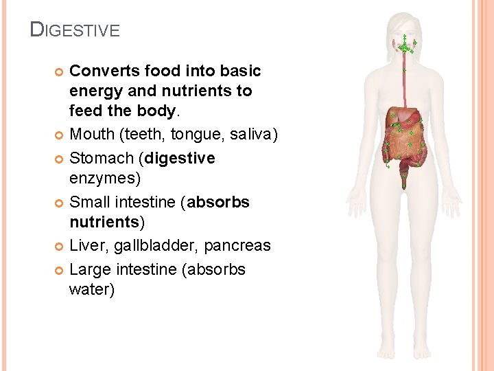 DIGESTIVE Converts food into basic energy and nutrients to feed the body. Mouth (teeth,