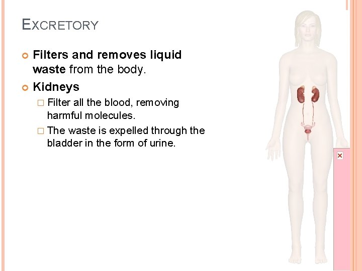EXCRETORY Filters and removes liquid waste from the body. Kidneys � Filter all the
