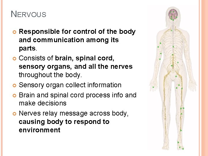 NERVOUS Responsible for control of the body and communication among its parts. Consists of
