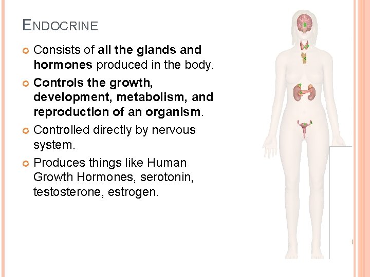 ENDOCRINE Consists of all the glands and hormones produced in the body. Controls the