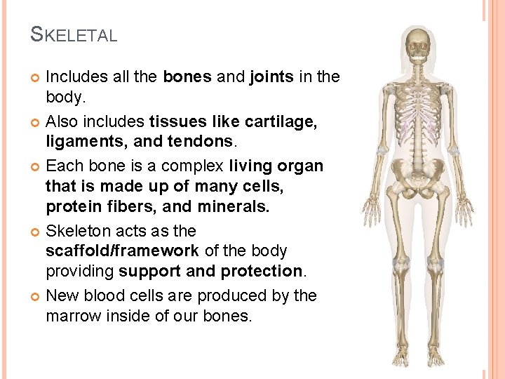 SKELETAL Includes all the bones and joints in the body. Also includes tissues like