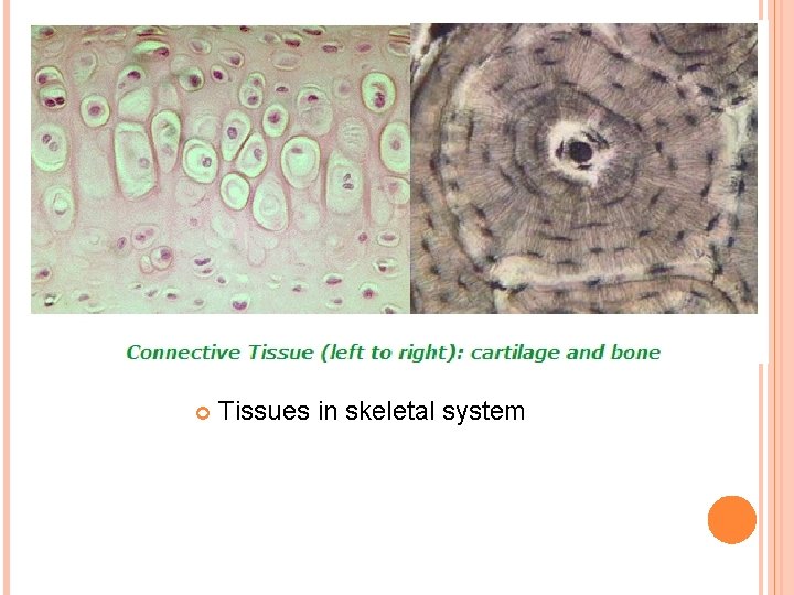  Tissues in skeletal system 