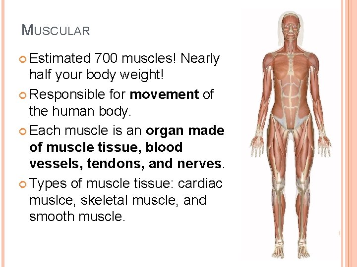 MUSCULAR Estimated 700 muscles! Nearly half your body weight! Responsible for movement of the