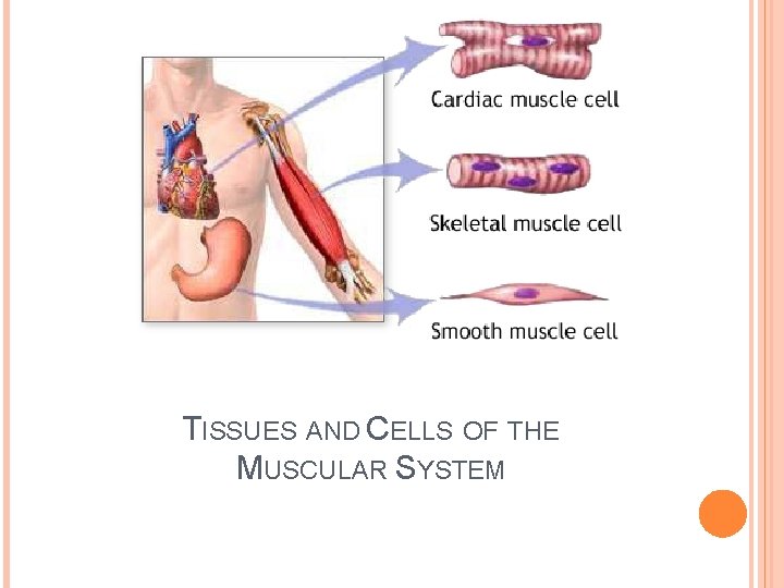 TISSUES AND CELLS OF THE MUSCULAR SYSTEM 