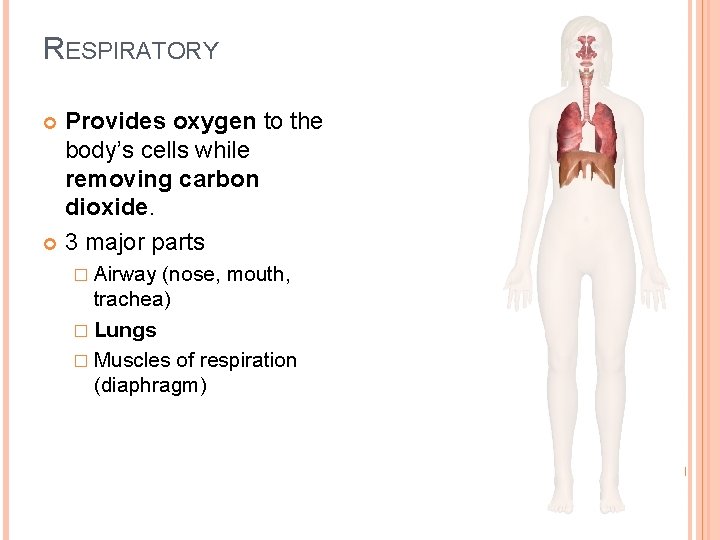 RESPIRATORY Provides oxygen to the body’s cells while removing carbon dioxide. 3 major parts