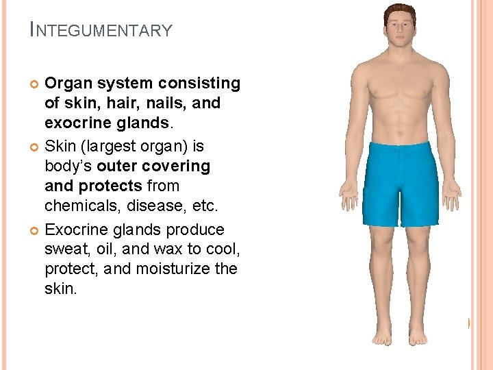 INTEGUMENTARY Organ system consisting of skin, hair, nails, and exocrine glands. Skin (largest organ)