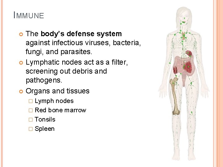 IMMUNE The body’s defense system against infectious viruses, bacteria, fungi, and parasites. Lymphatic nodes