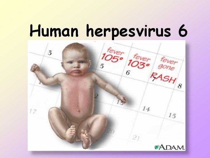Human herpesvirus 6 