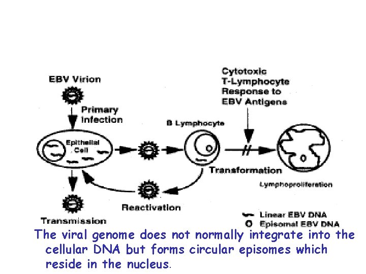 The viral genome does not normally integrate into the cellular DNA but forms circular