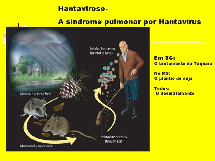 Hantavirose. A síndrome pulmonar por Hantavírus Em SC: O brotamento da Taquara No MS: