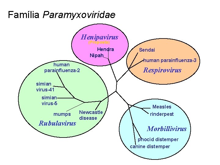 Família Paramyxoviridae Henipavirus (Proposta) Hendra Nipah human parainfluenza-2 Sendai human parainfluenza-3 Respirovirus simian virus-41