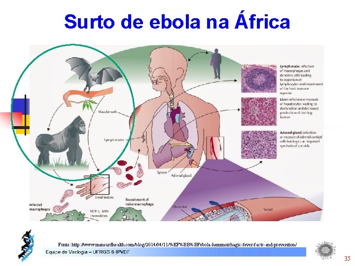 Surto de ebola na África Fonte: http: //www. mansardhealth. com/blog/2014/04/11/%EF%BB%BFebola-hemmorrhagic-fever-facts-and-prevention/ 35 