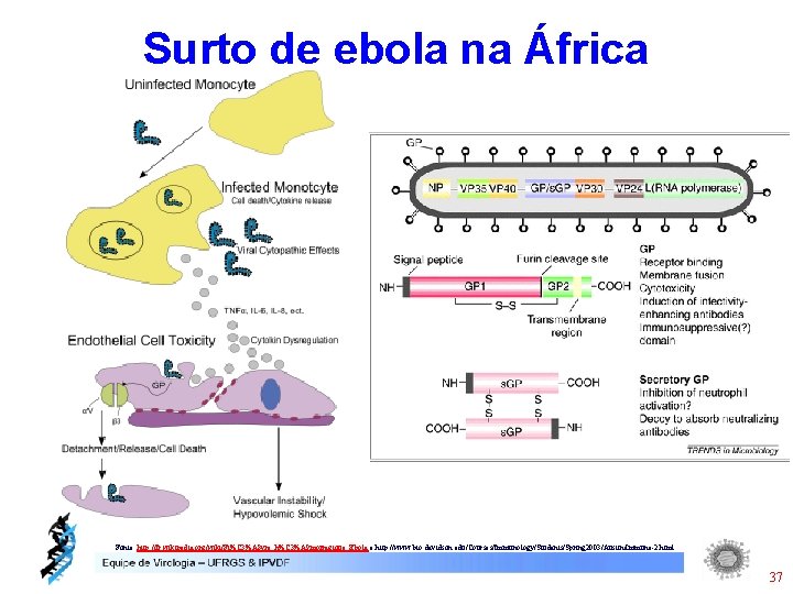 Surto de ebola na África Fonte: http: //fr. wikipedia. org/wiki/Fi%C 3%A 8 vre_h%C 3%A